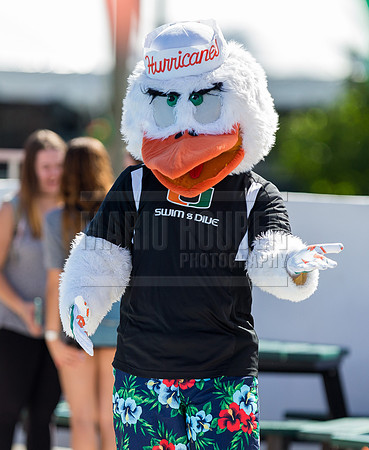 UM Hurricanes Swim/Dive Dual Meet